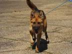 Adopt Bailey a German Shepherd Dog