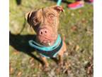 Adopt Hershey a Pit Bull Terrier