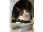 Adopt Runt Lockett a Domestic Short Hair