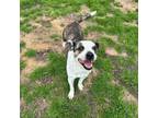 Adopt Pepper a American Staffordshire Terrier