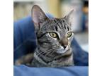 Adopt Charlotte S. a Domestic Short Hair