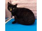 Adopt Shirley a Domestic Short Hair