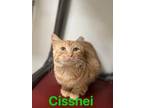 Adopt Cissnei a Domestic Short Hair