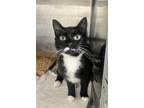 Adopt Whiskers a Domestic Short Hair