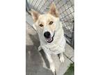 Adopt Anastasia a Shepherd