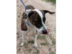 Adopt April a American Staffordshire Terrier, Hound