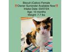 Adopt Biscuit a Calico