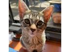 Adopt Tabbytha a Domestic Short Hair