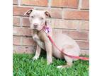 Adopt Pippy a Mixed Breed