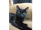 Adopt Socks - Stormy a Domestic Short Hair