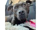 Adopt Naji a Pit Bull Terrier, Mixed Breed