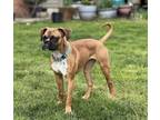 Adopt Candace a Boxer