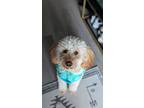Adopt Chloe a Goldendoodle