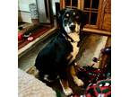 Adopt Jade a Australian Shepherd, Border Collie