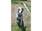 Adopt Nova a Pit Bull Terrier, Boxer