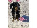 Adopt Sally a Basset Hound, Mixed Breed