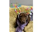 Adopt Nova a Basset Hound, Mixed Breed