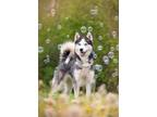 Adopt LOLA a Siberian Husky