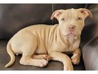 Adopt Fannie a Pit Bull Terrier, Shar-Pei