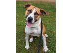 Adopt Calliope 197-24 a Hound, Mixed Breed