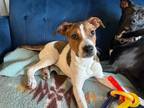 Adopt Judy a Hound