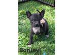 Adopt Lowdnes County Rock Stars-" Bon Jovi" a Mixed Breed