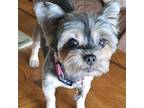 Adopt Moxey a Yorkshire Terrier