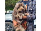 Adopt Chocolate a Havanese, Mixed Breed