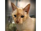 Adopt CoCo a Siamese, Snowshoe