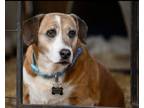 Adopt Sammie Lou a Beagle, Basset Hound