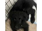 Adopt Margaret a German Shepherd Dog, Standard Poodle