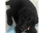 Adopt Missy a German Shepherd Dog, Standard Poodle