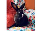 Adopt Buttons a Dutch, Lionhead