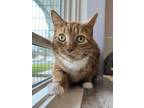 Adopt Lucy a Domestic Short Hair