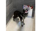 Adopt Echo a Cattle Dog, Mixed Breed