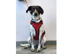 Adopt Nala a Hound, Mixed Breed