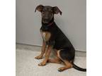 Adopt Hailey a Mixed Breed