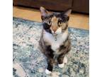 Adopt Louisa a Domestic Short Hair