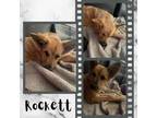 Adopt Rocket a Australian Cattle Dog / Blue Heeler, Mixed Breed
