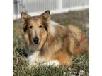 Adopt Sadie a Collie