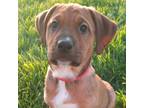 Adopt Belle a German Shorthaired Pointer, Labrador Retriever