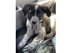 Adopt Bering a Australian Cattle Dog / Blue Heeler