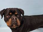 Adopt Shadow a Rottweiler, Mixed Breed