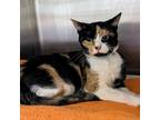 Adopt Trixie a Domestic Short Hair