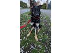 Adopt Athena a German Shepherd Dog