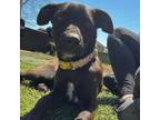 Adopt Feyre a Mountain Cur, Pit Bull Terrier