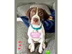 Adopt Owl a English Pointer