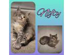 Adopt Nifty a Domestic Short Hair