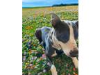 Adopt Diamond a American Bully, Mixed Breed