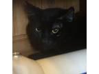 Adopt Princess a Domestic Short Hair